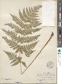 Dryopteris dilatata image