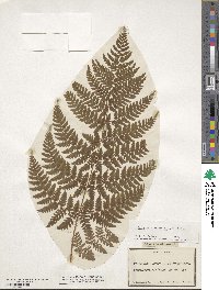 Dryopteris dilatata subsp. dilatata image