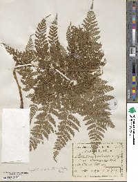 Dryopteris dilatata subsp. dilatata image