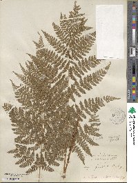 Dryopteris dilatata image