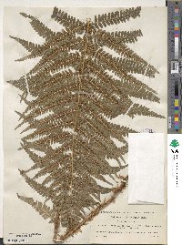 Dryopteris filix-mas image