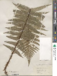 Dryopteris filix-mas image