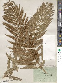 Dryopteris filix-mas image