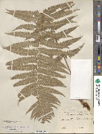 Dryopteris filix-mas image