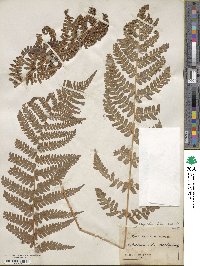 Dryopteris filix-mas image