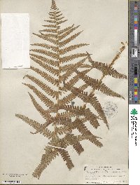 Dryopteris filix-mas image