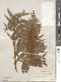 Dryopteris filix-mas image