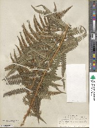 Dryopteris filix-mas image