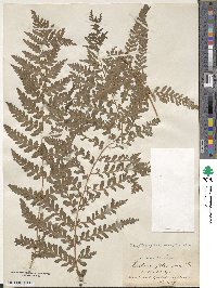 Dryopteris filix-mas image