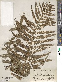 Dryopteris filix-mas image