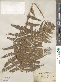 Dryopteris filix-mas image