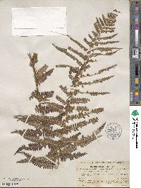 Dryopteris filix-mas image