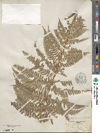 Dryopteris filix-mas image