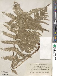 Dryopteris filix-mas image