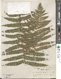 Dryopteris filix-mas image