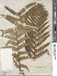 Dryopteris filix-mas image