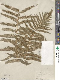 Dryopteris filix-mas image