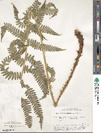 Dryopteris filix-mas image