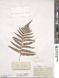 Dryopteris filix-mas image