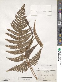 Dryopteris filix-mas image