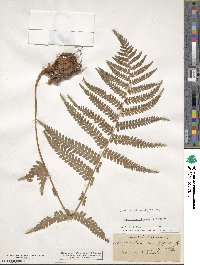 Dryopteris filix-mas image