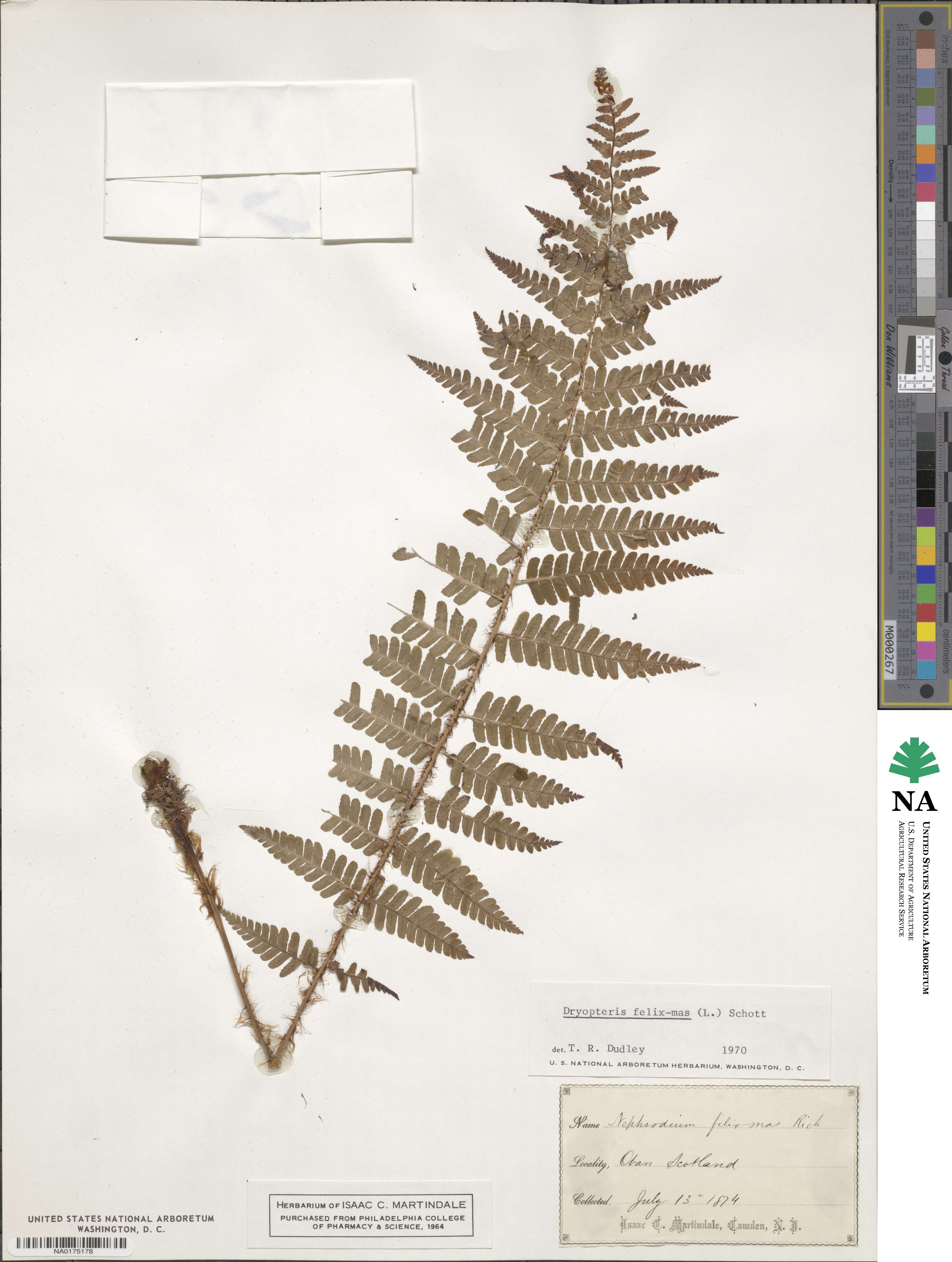 Dryopteris filix-mas image