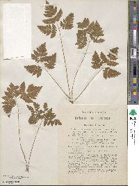 Gymnocarpium dryopteris image