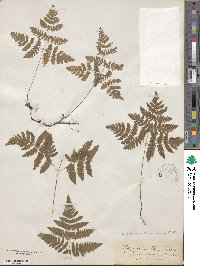 Gymnocarpium dryopteris image