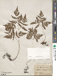 Gymnocarpium dryopteris image