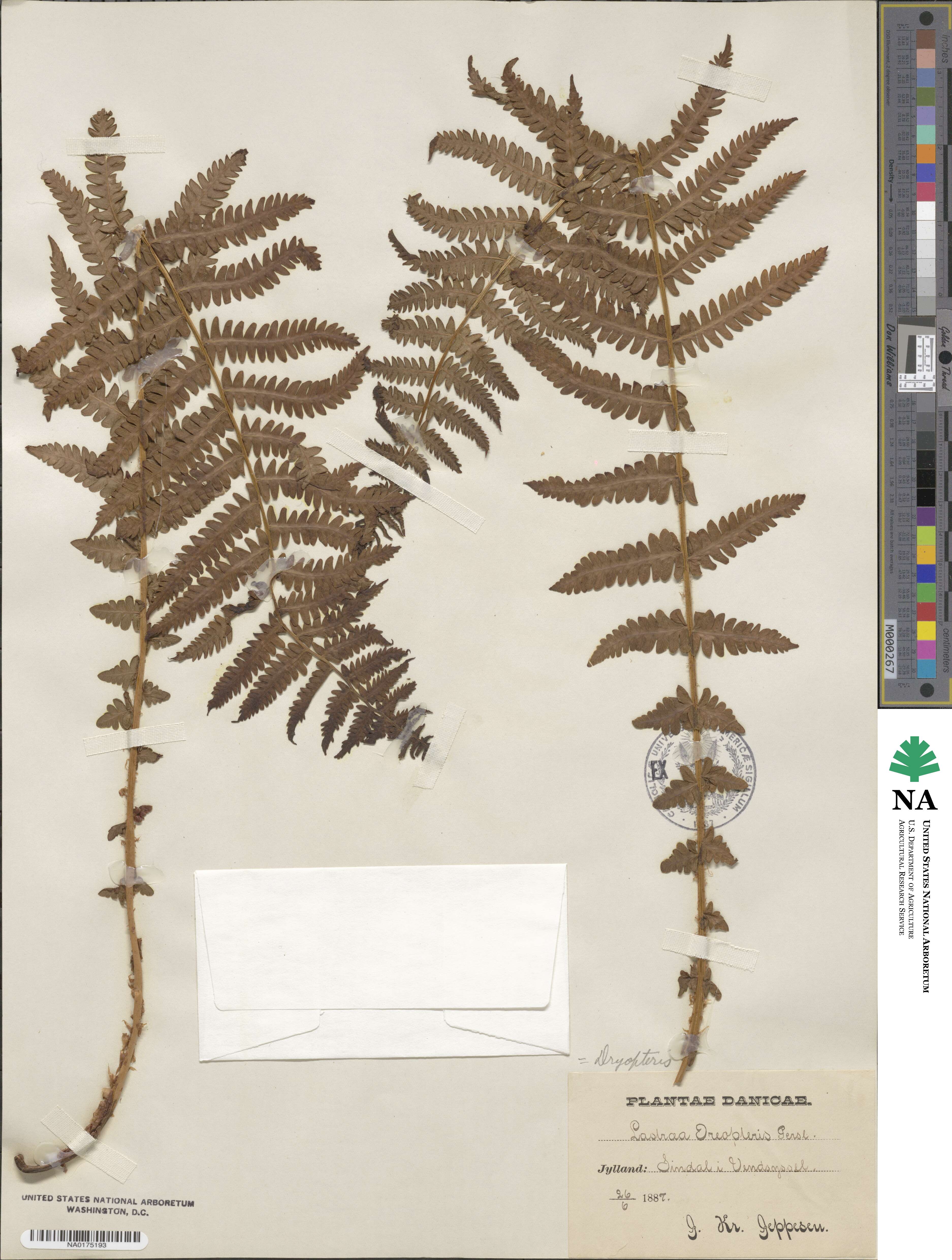 Oreopteris limbosperma image