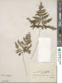 Gymnocarpium robertianum image