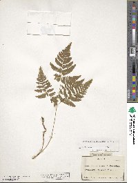 Gymnocarpium robertianum image