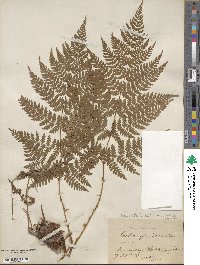 Dryopteris carthusiana image