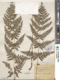 Dryopteris carthusiana image