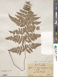 Dryopteris carthusiana image