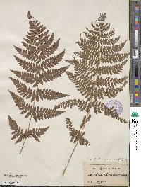 Dryopteris carthusiana image