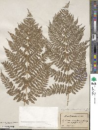 Dryopteris carthusiana image