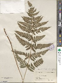 Dryopteris carthusiana image