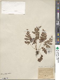 Dryopteris carthusiana image