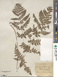 Dryopteris carthusiana image