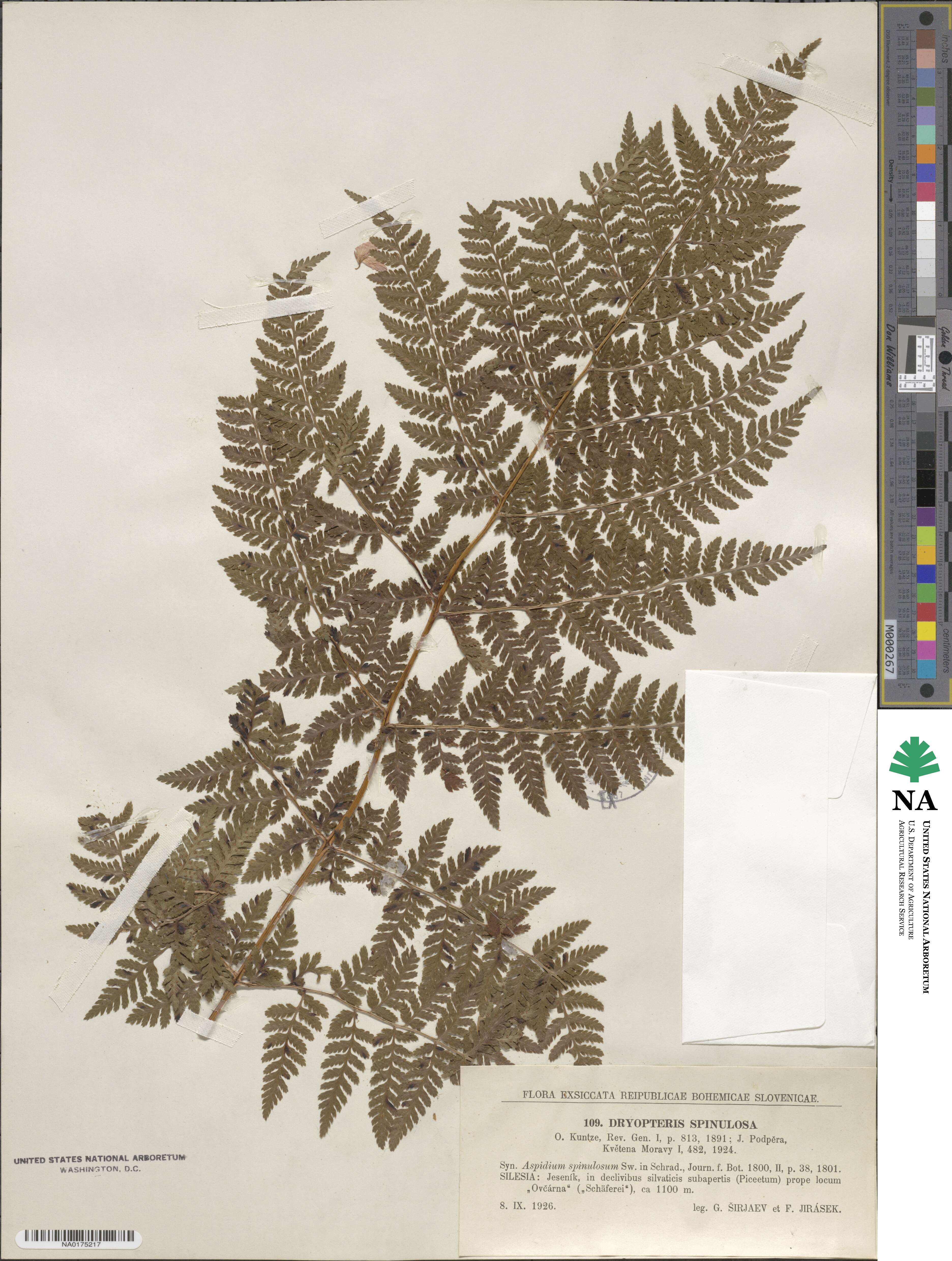 Dryopteris carthusiana image