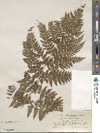 Dryopteris carthusiana image