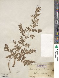 Dryopteris carthusiana image