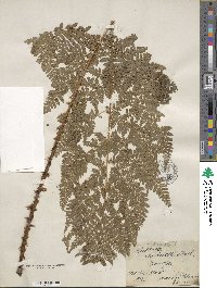 Dryopteris carthusiana image