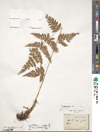 Dryopteris carthusiana image