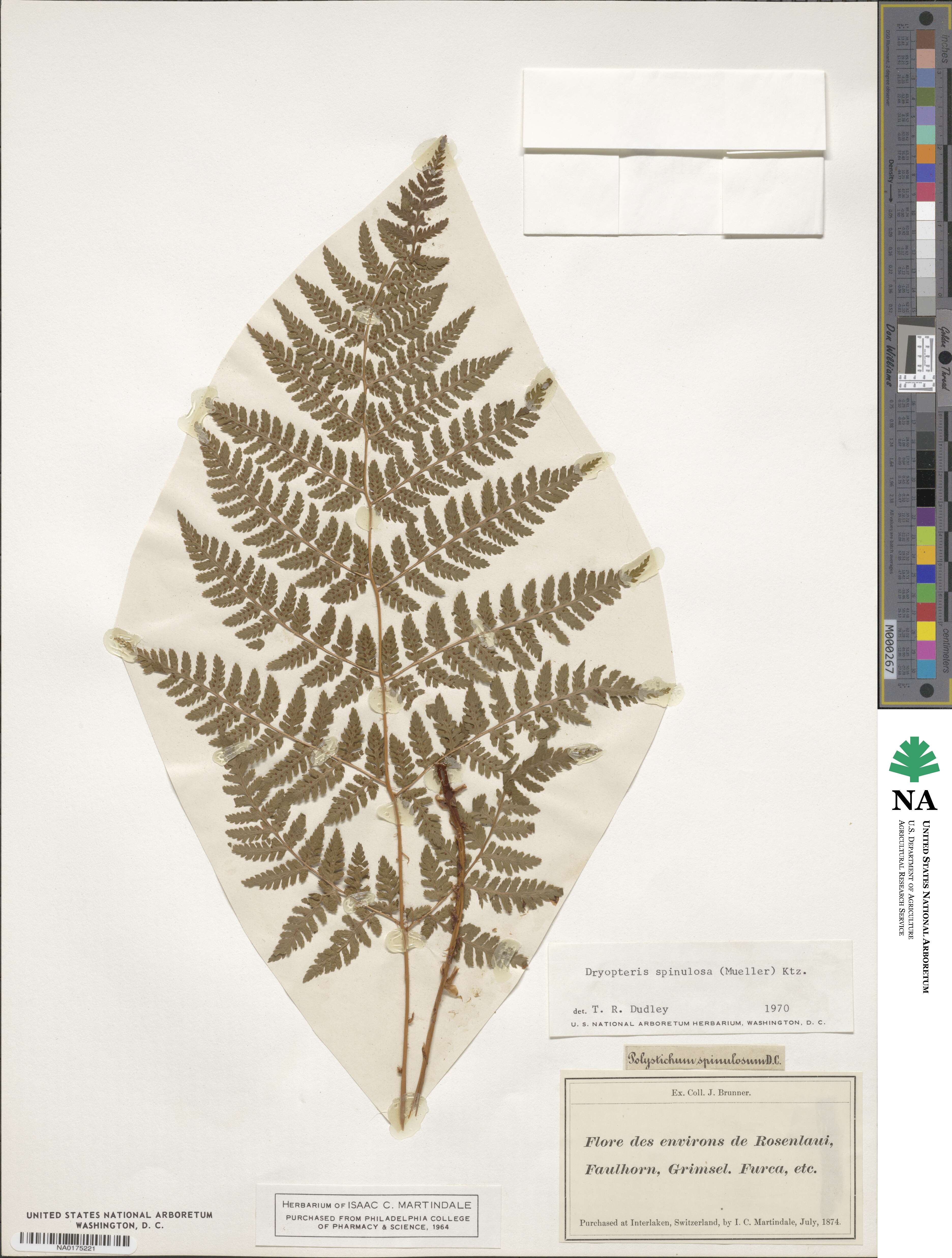 Dryopteris carthusiana image