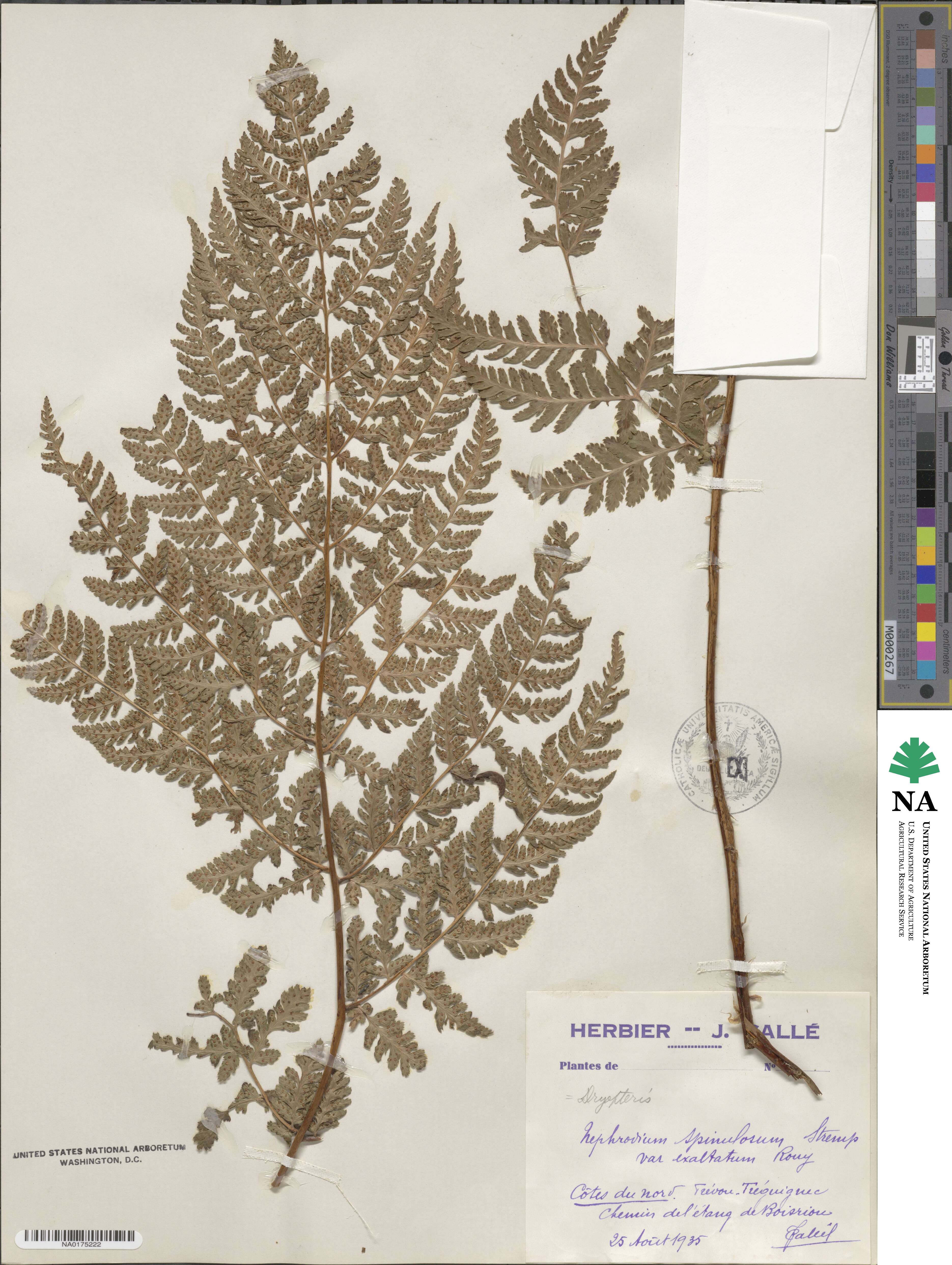 Dryopteris carthusiana image