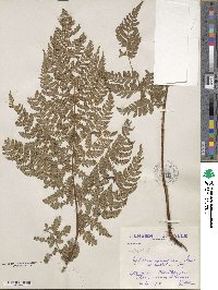 Dryopteris carthusiana image