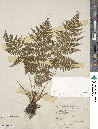 Dryopteris intermedia subsp. intermedia image