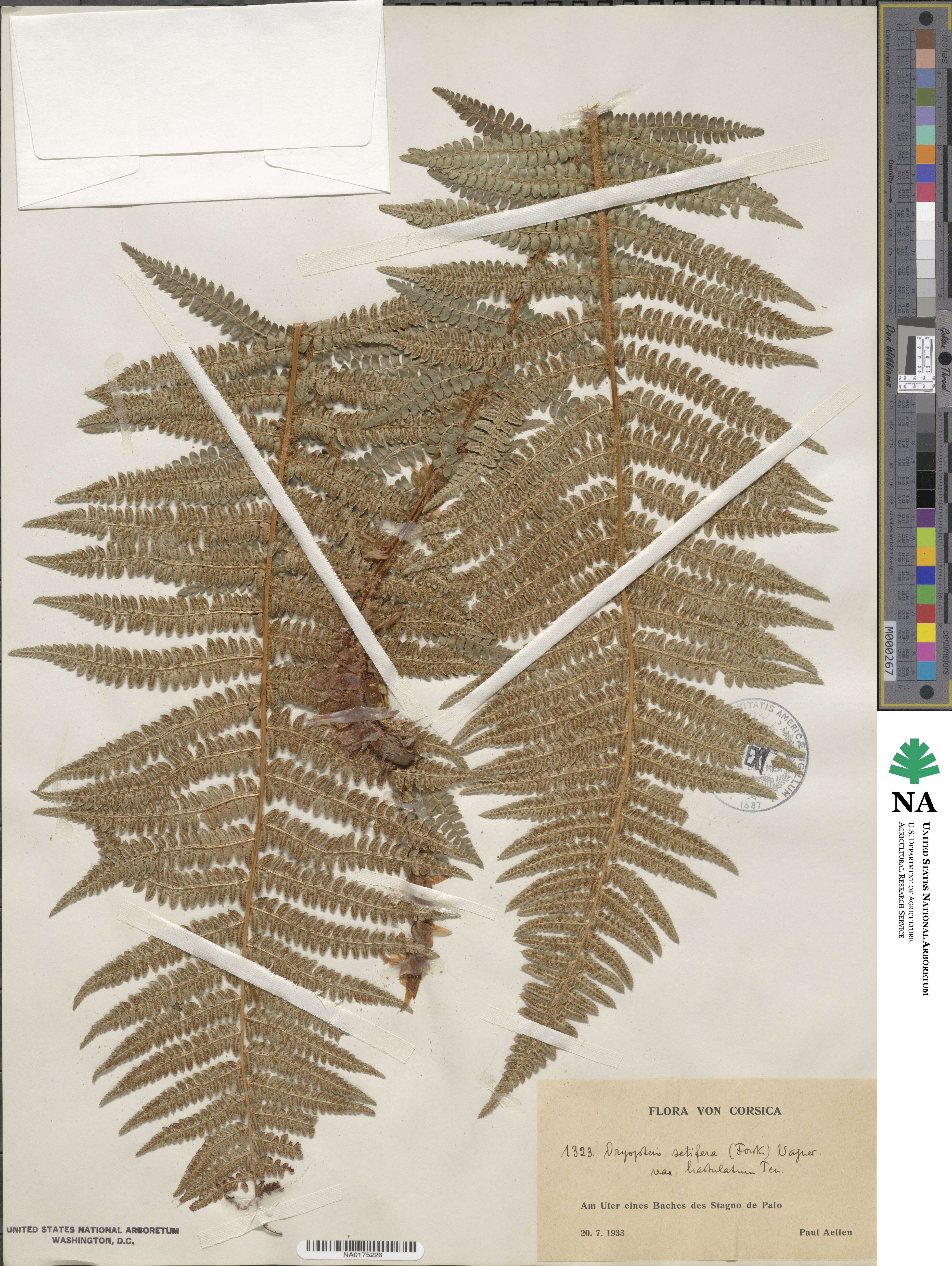 Polystichum setiferum image